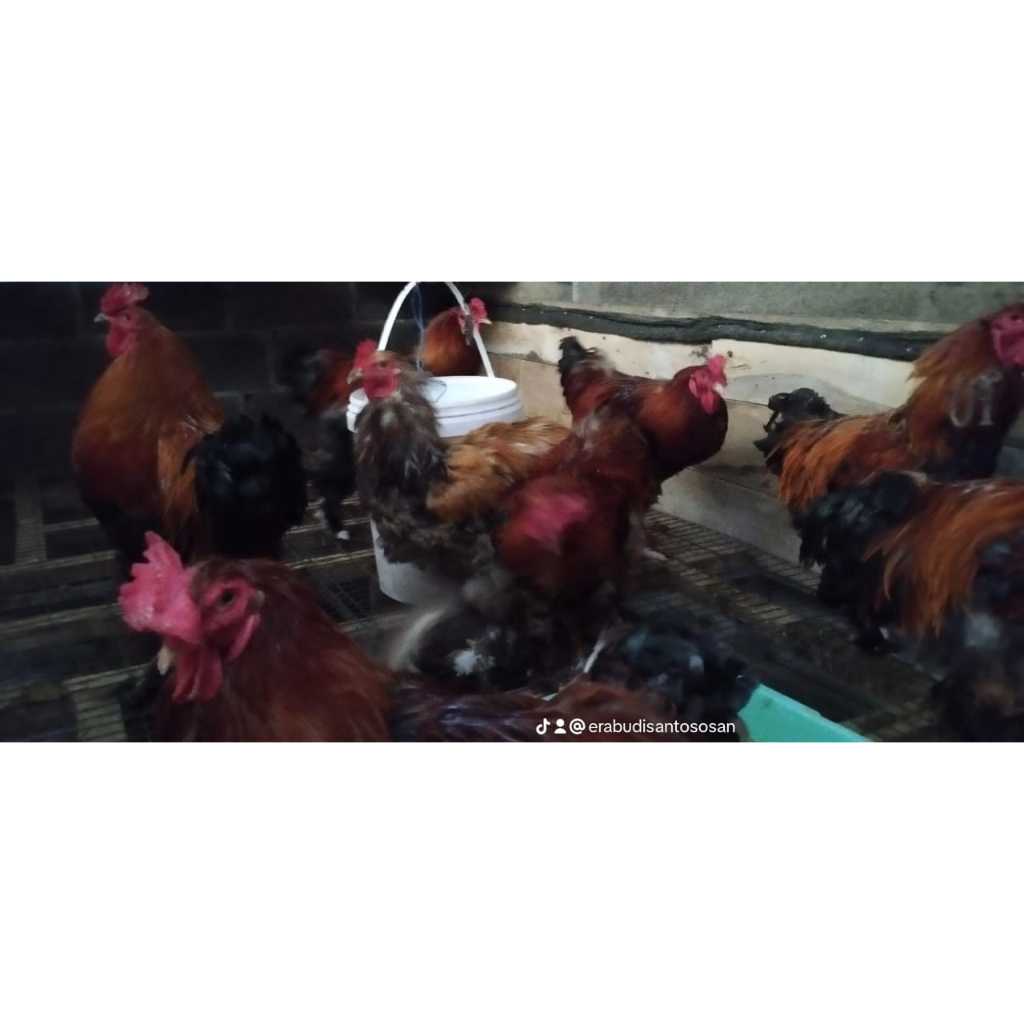 Ayam Brahma/Ayam Hias