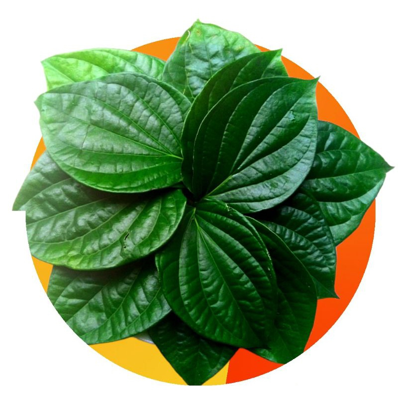 

DS-724 Daun Sirih | Daun Sirih Segar | Daun Sirih Hijau Segar | Daun Sirih Segar- Sirih Hijau Fresh / Sirih 100% Organik Langsung Di Petik Saat Ada