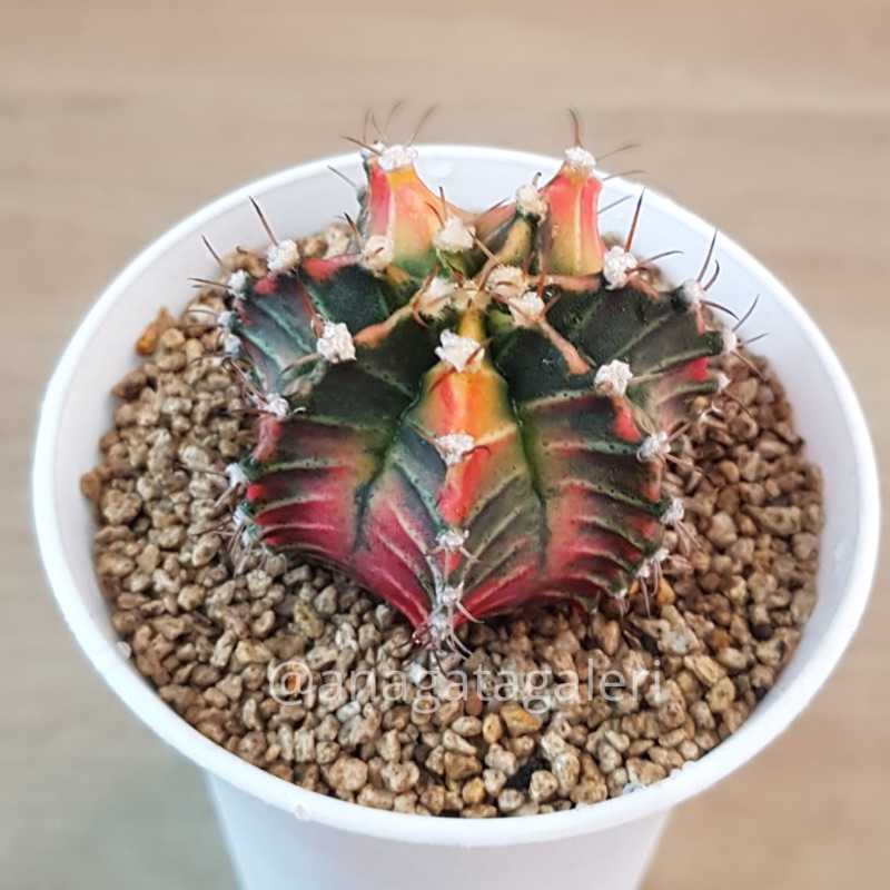 Gymnocalycium Starfire F | Kaktus Gymno Euphorbia