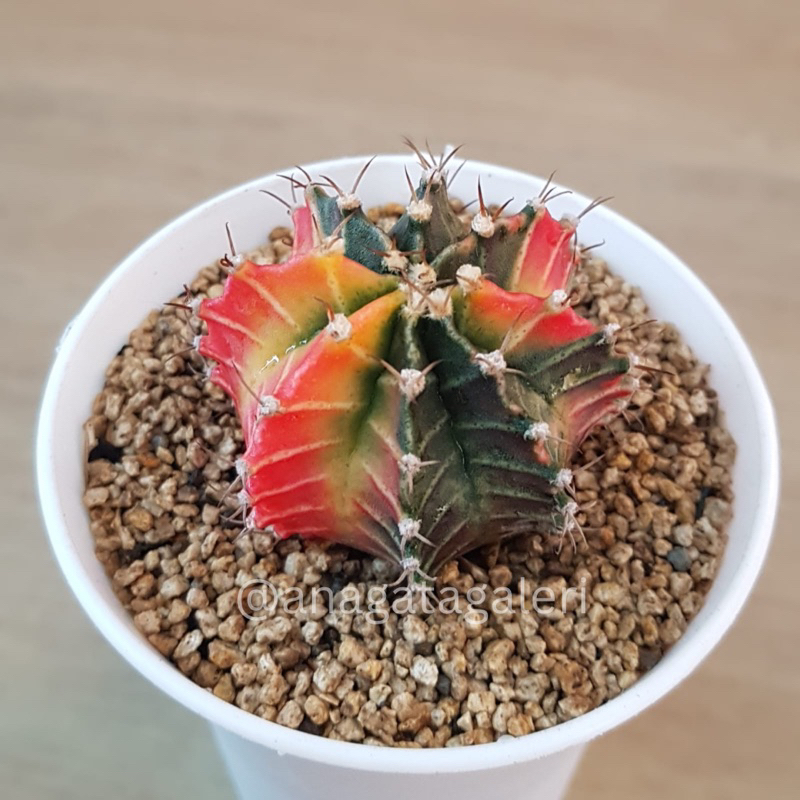Gymnocalycium Starfire G | Gymno Miha Milo