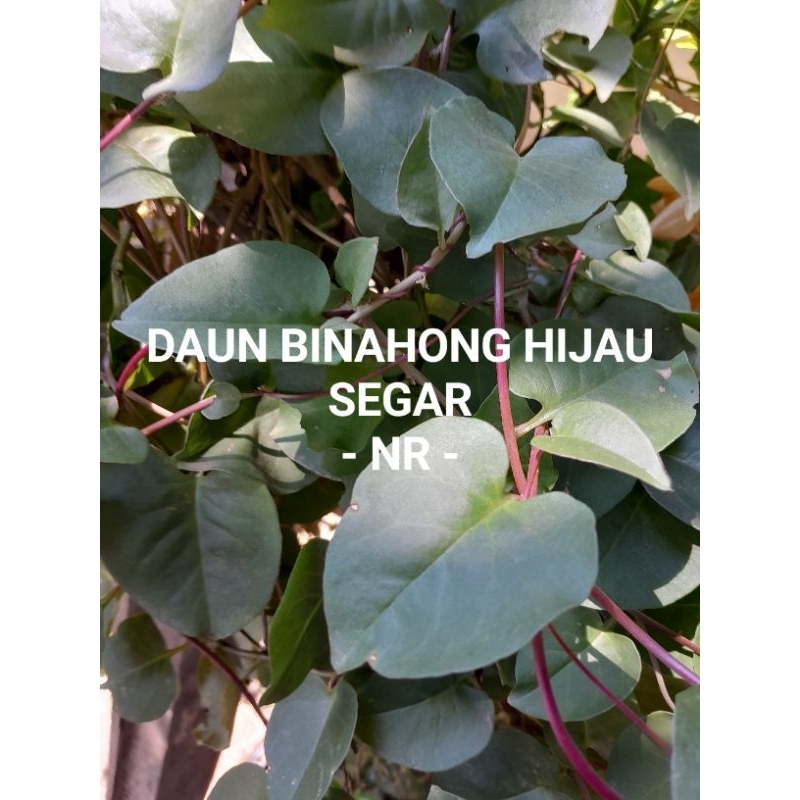 

DAUN BINAHONG HIJAU SEGAR PETIK DADAKAN 100 GRAM