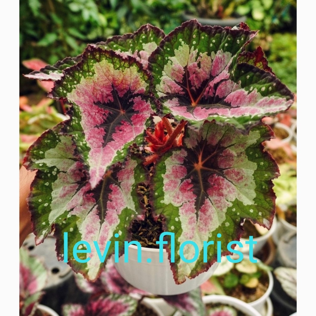 Begonia Christmas / bibit tanaman hias bunga Begonia rex
