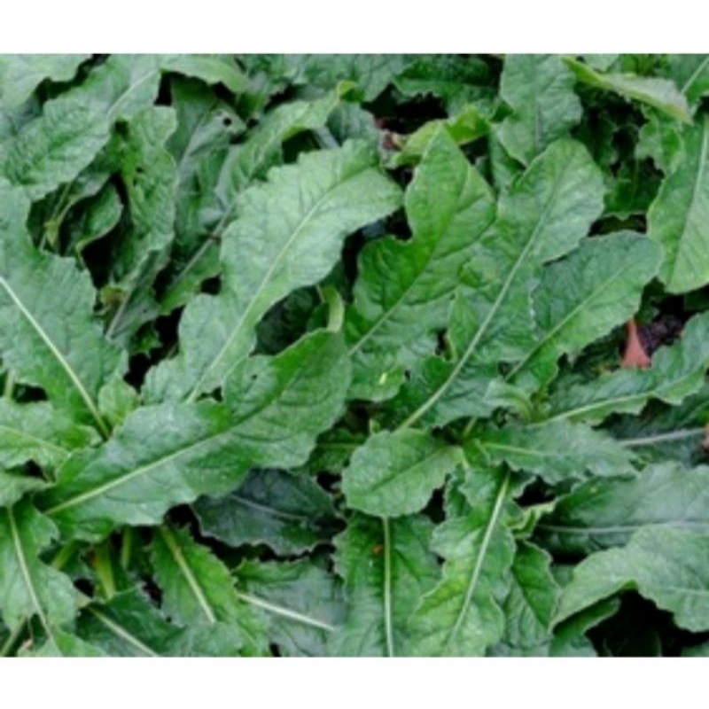 

Daun Tapak Liman Segar 500g