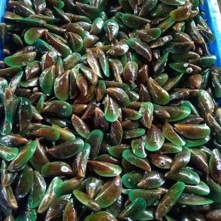 

KERANG IJO FRESH _ 1KG