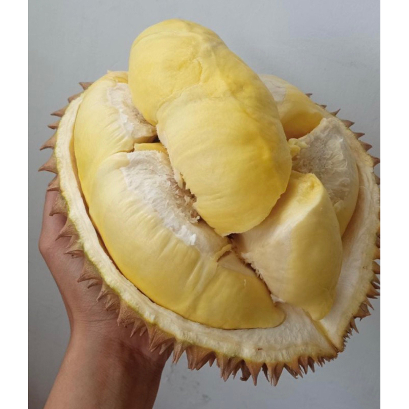 

MONTONG SINGARAJA PERKG
