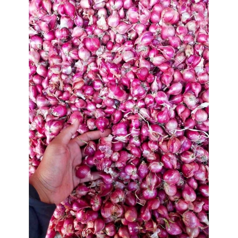 

BAWANG MERAH ASLI BREBES FRES 500 GRAM