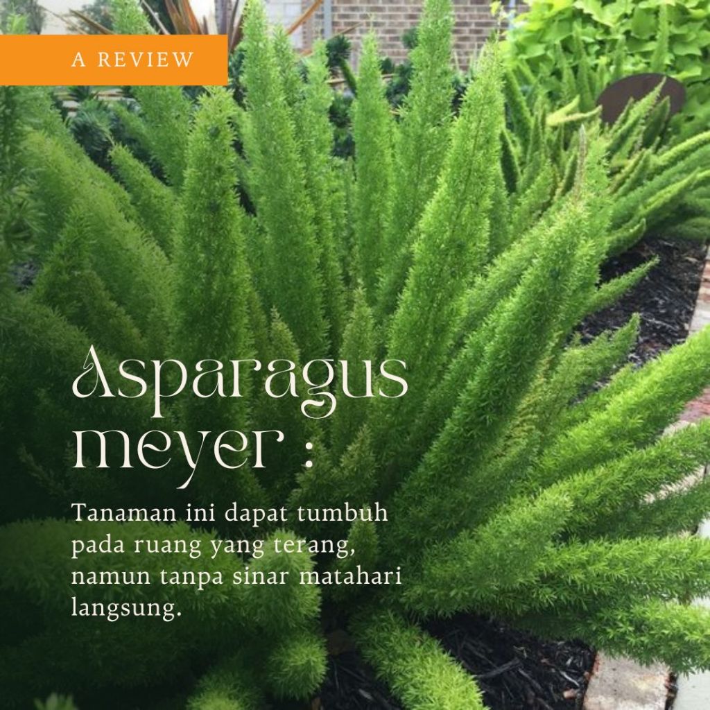 asparagus hias/asparagus mayer