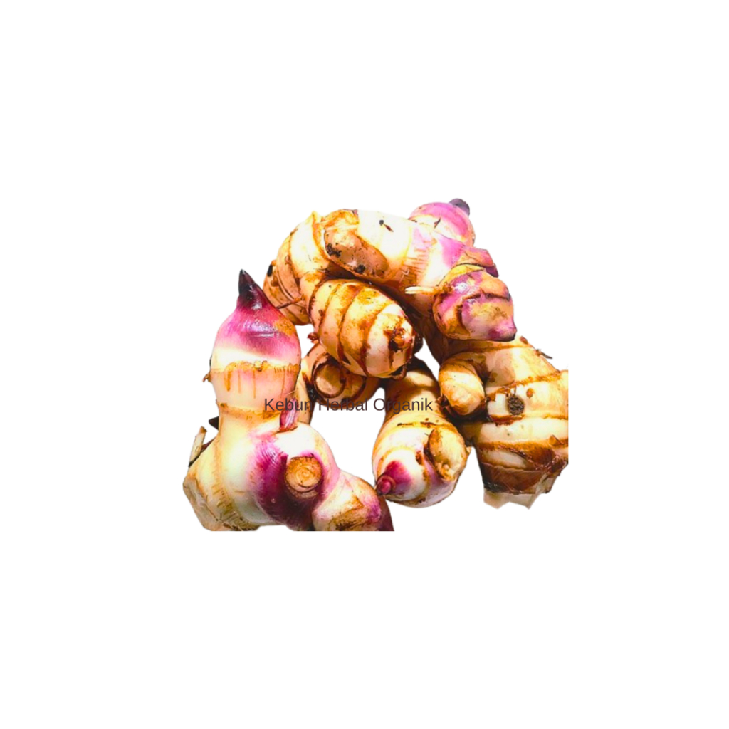 

Umbi Ganyong Segar 1 Kg
