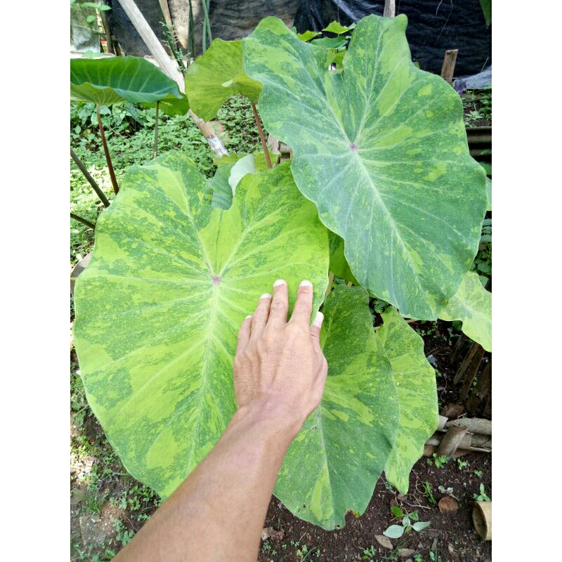 (Ukuran Sedang) Colocasia Midori Sour Ori Import