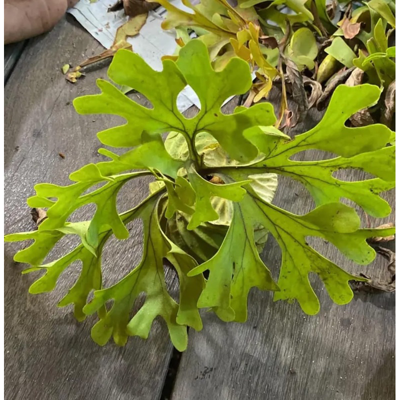 PLATYCERIUM RIDLEYI/ISI 3 size mini/TANAMAN TANDUK RUSA/MURAH/SUPER.