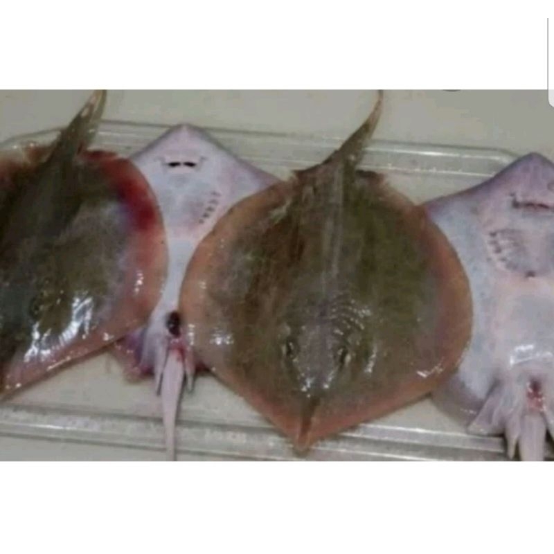 

ikan pari fresh harian 1 kg