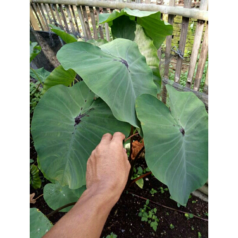 (Ukuran Besar) Colocasia Black Widow