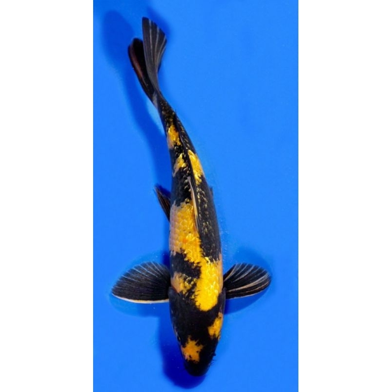 BIBIT IKAN HIAS KI UTSURI UKURAN 8/10CM