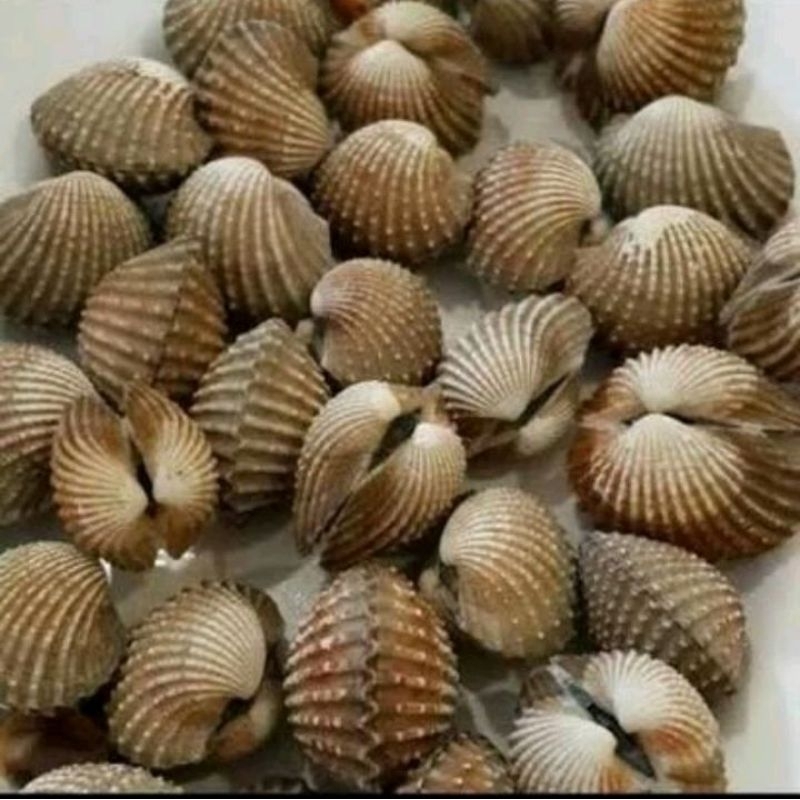 

kerang dara hidup 1kg