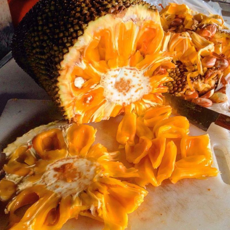 BIBIT NANGKA MADU MERAH SUPER JUMBO CEPAT BERBUAH MANIS