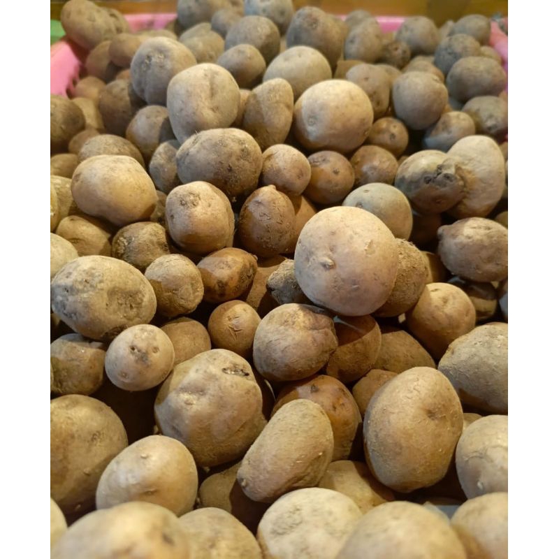 

Kentang rendang fresh 500gram