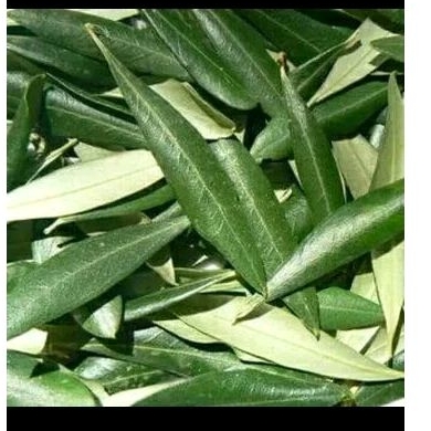 

daun zaitun segar 100 gram