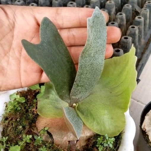 Platycerium kadaka tanduk rusa