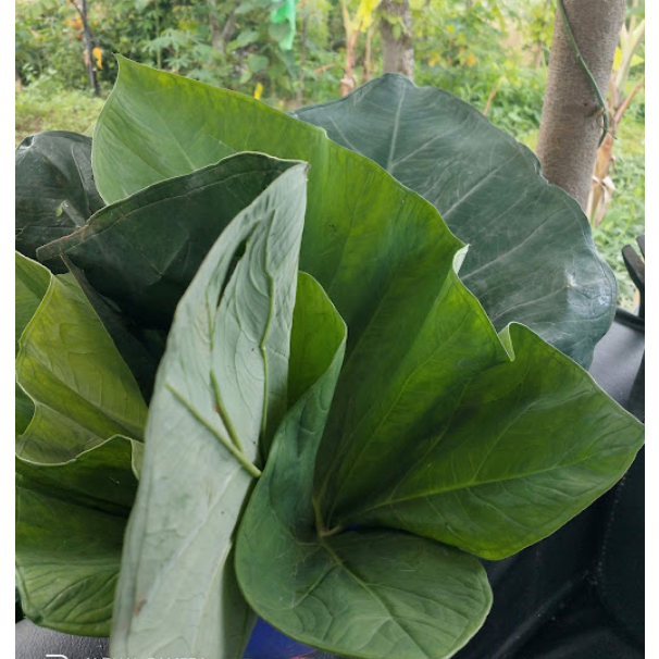 

Daun Talas Segar / Fresh Taro Leaves