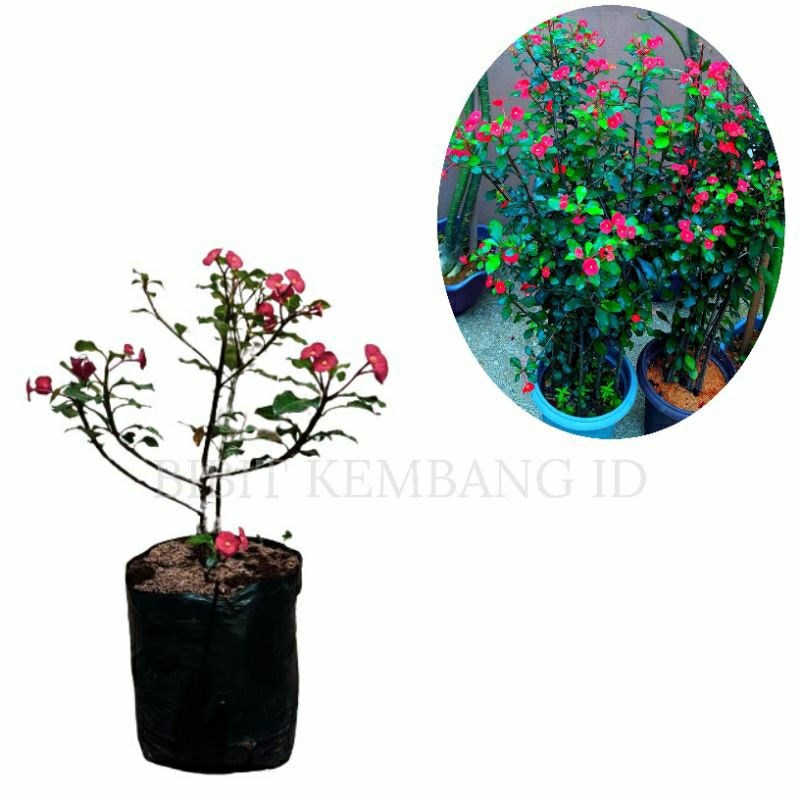 Tanaman Hias Bunga Eforbia Mini Tanpa Duri / Euphorbia / Eporbia Mini / Evorbia