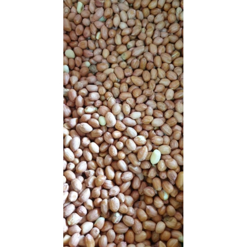 

KACANG TANAH MENTAH LANGSUNG DARI PETANI 1 KG