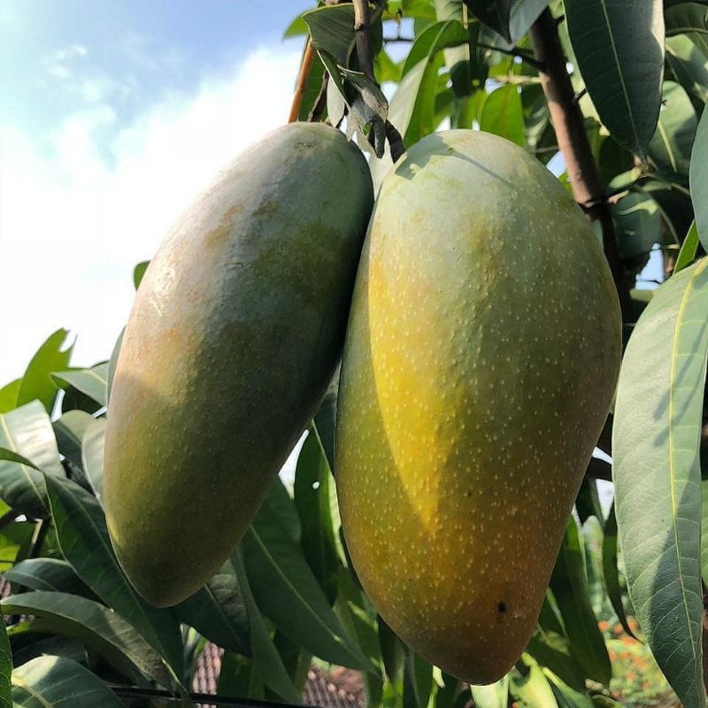 MANGGA KIOJAY | Buah Manis Dan Buah Dagingnya Tebal | Jaminan Cepat Berbuah | Sudah Okulasi/Sambung 