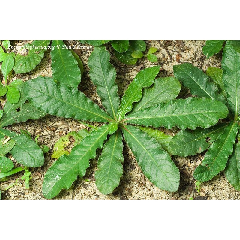 

TAPAKLIMAN FRESH BERAT 250 GRAM