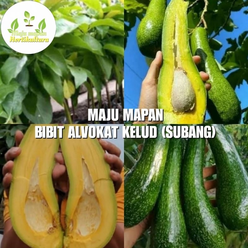 BIBIT ALPUKAT KELUD SUPER (ALPUKAT SUBANG)