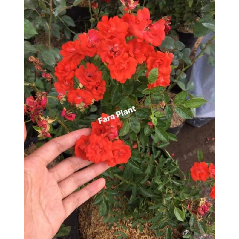 Mawar rambat/climbing rose