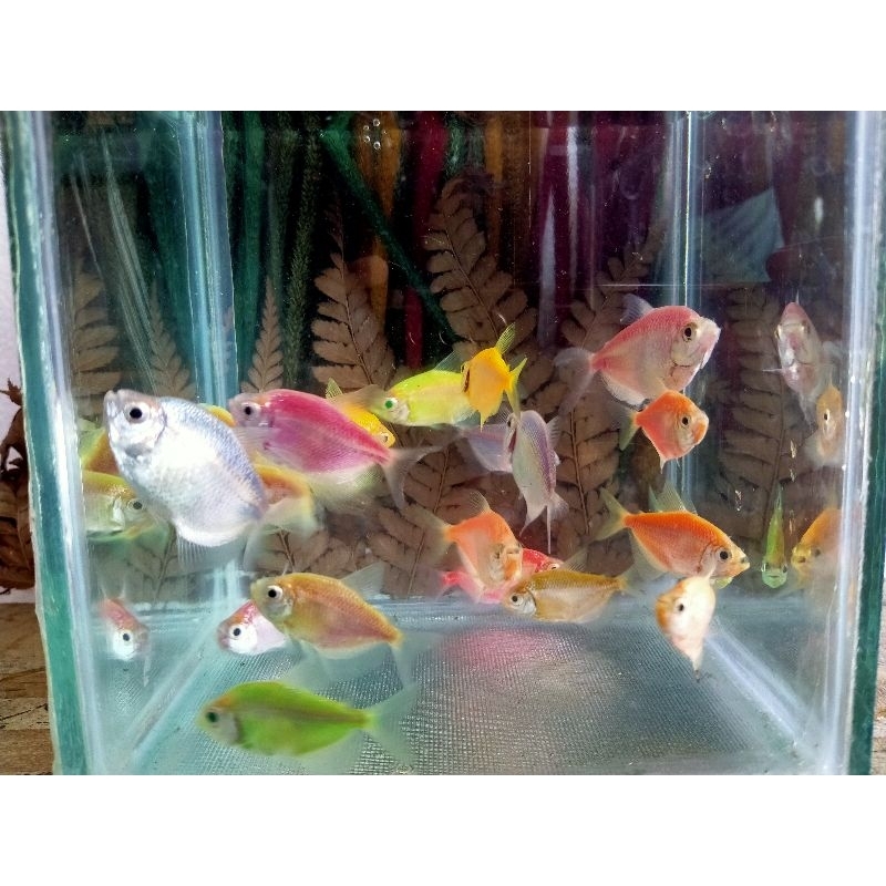 

Ikan Glofis