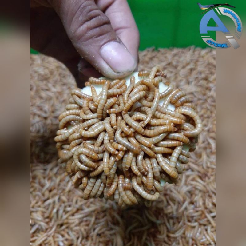 ULAT HONGKONG FRESH HIDUP 500 gr dan 1kg