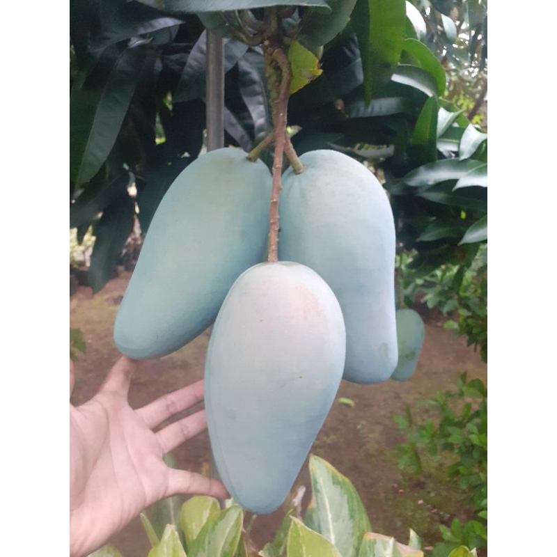 mangga kiojay thailand