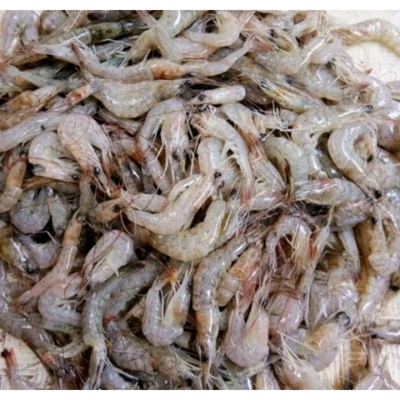 

udang halus