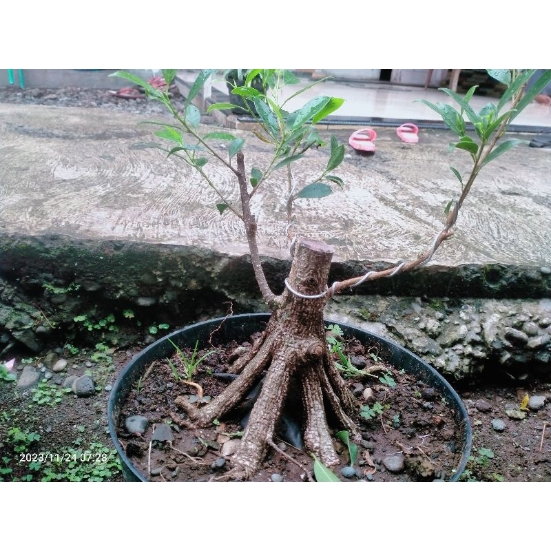 bahan bonsai kimeng prokar