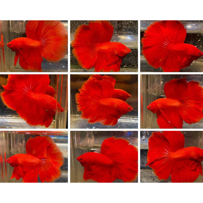 

Halfmoon Super Red MALE/JANTAN