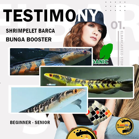 GAL PELET BUNGA SHRIMPELET BARCA 30g pemecah cabung bunga solid pakan channa maru YS RED +Melanin