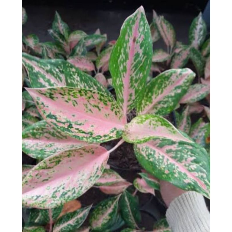 tanaman hias bunga aglonema Silver Bell atau aglonema Twingkel