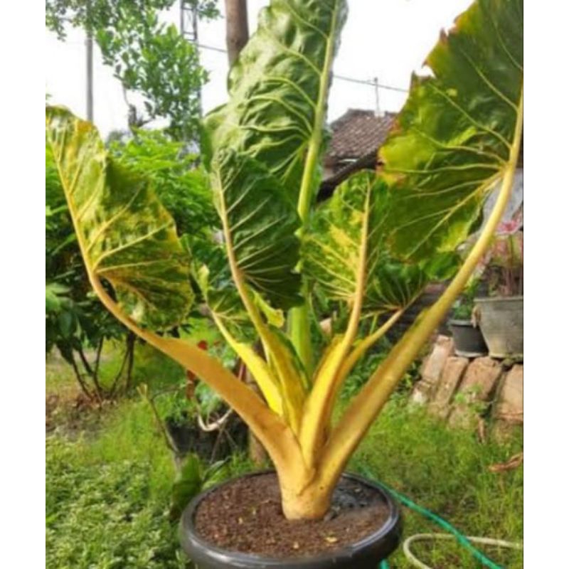 tanaman hias sente Golden Guinea