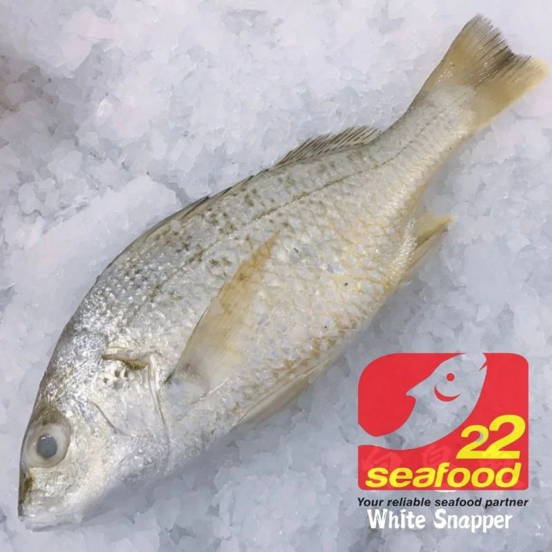 Ikan Kakap Gerot 1 Kg WGGS / Bersih tanpa sisik jeroan / White Snapper / Seafood 22