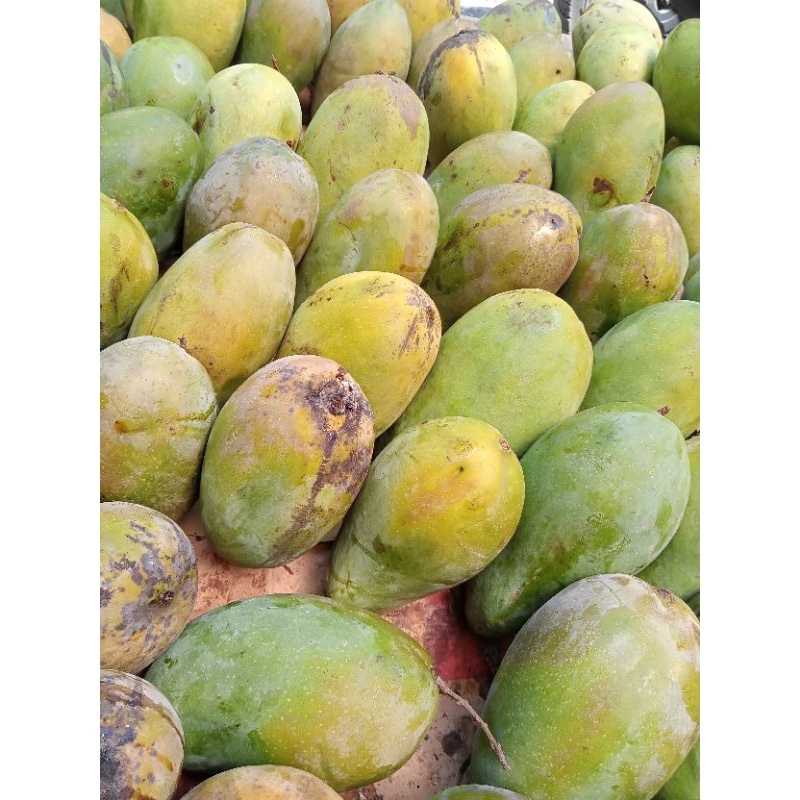 

Mangga harumanis | Harumanis indramayu | Mangga Indramayu | Arumanis | mangga arumanis