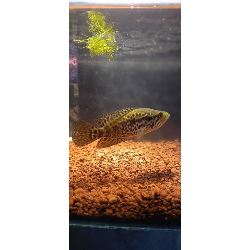 Ikan Hias Predator Kerapu Air Tawar (Jaguar fish)