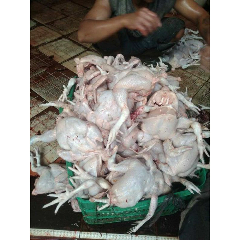 

daging ayam segar per kg
