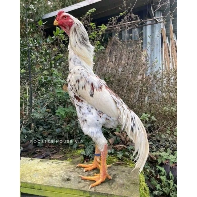 telur ayam shamo original pilihan berkualitas