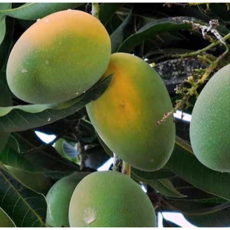 

Bibit mangga madu berkualitas. tinggi 1 meter up