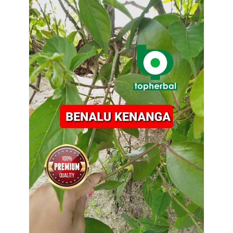 

Benalu Kenanga Kering Hijau 1 KG