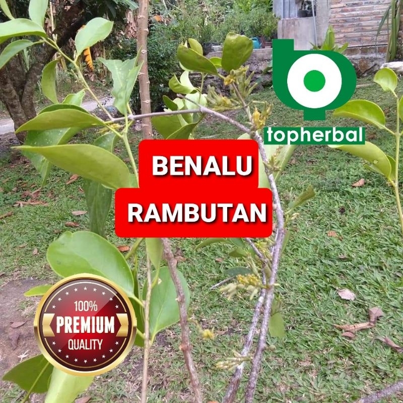 

Daun Benalu Rambutan Kering Hijau 500 Gram