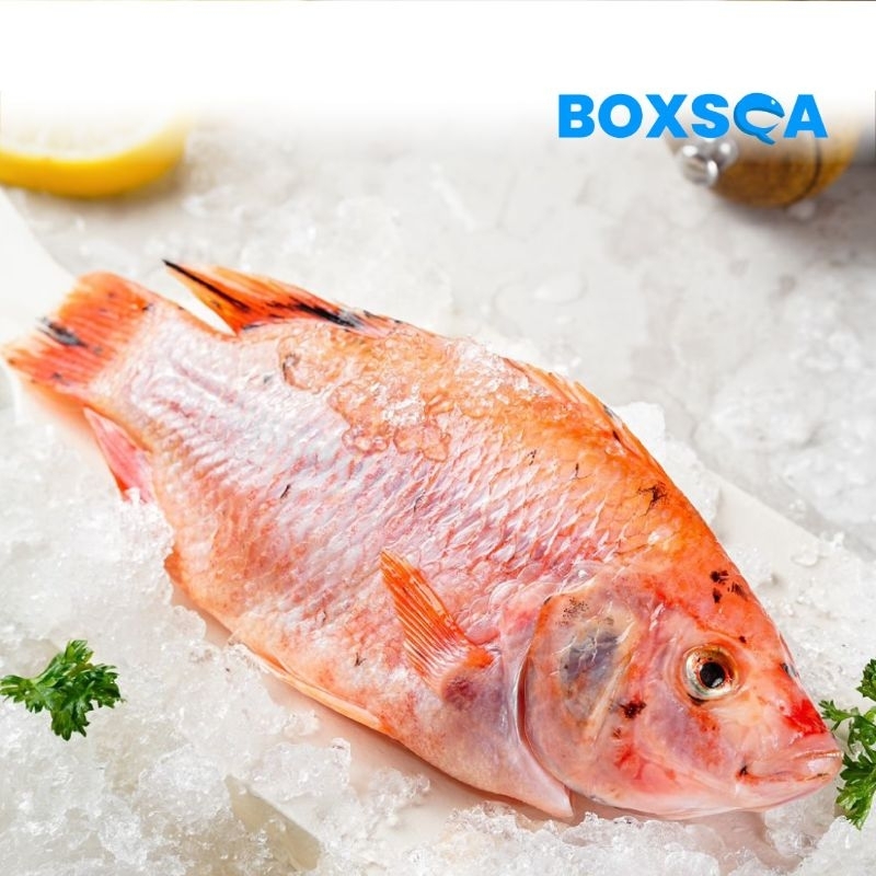 

IKAN NILA FROZEN BEST QUALITY