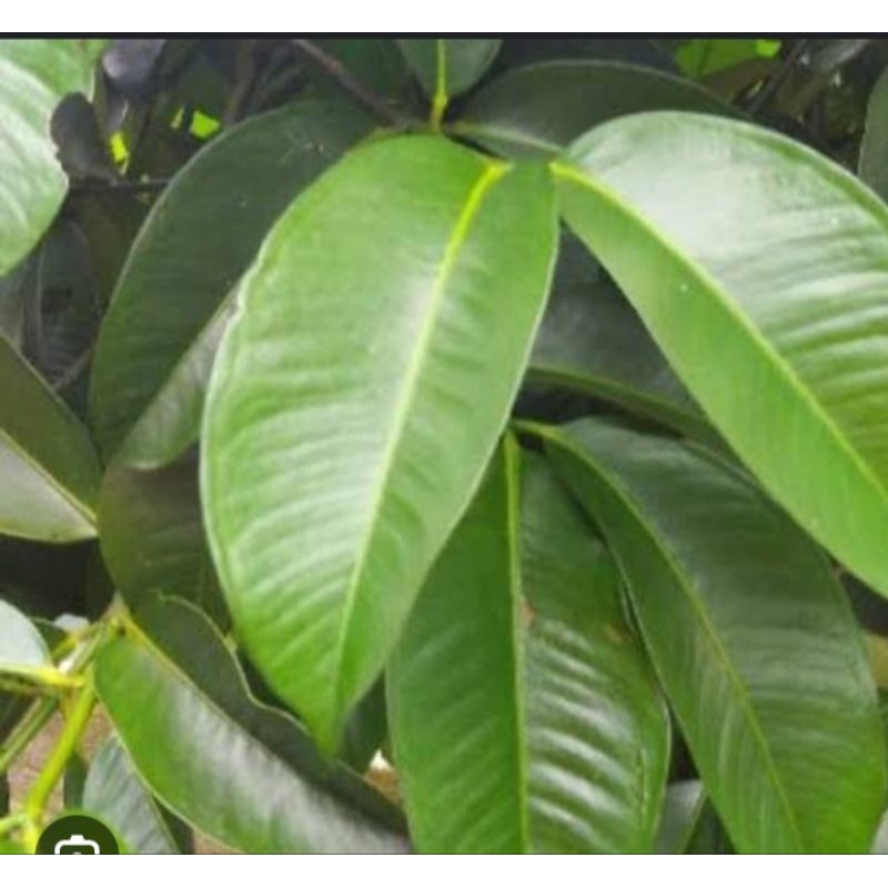 

DAUN MANGGIS SEGAR 1kg