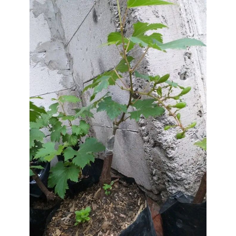 Bibit Anggur Import Jupiter Berbunga