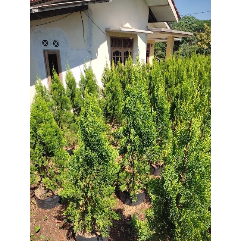 pohon cemara kipas 1 meter